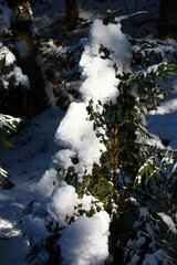 Tree branches in the forest during winter.