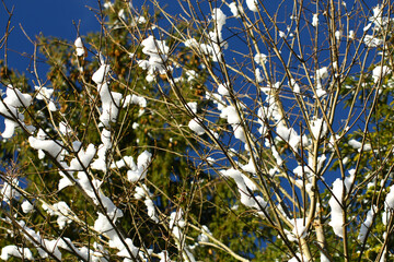 Tree branches in the forest during winter.