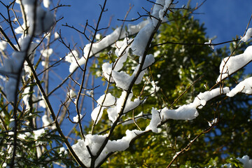 Tree branches in the forest during winter.