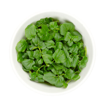 Watercress leaves, in a white bowl. Fresh yellowcress, Nasturtium officinale. Leaf vegetable with piquant flavor. Aquatic vegetable or herb. Close-up from above, isolated over white, macro food photo.