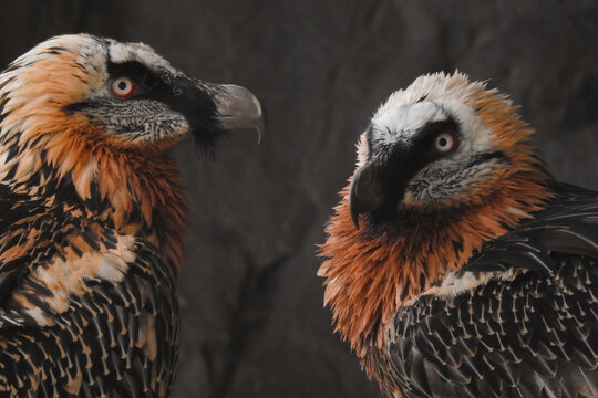 Avvoltoio Gipeto (Gypaetus barbatus), primo piano coppia