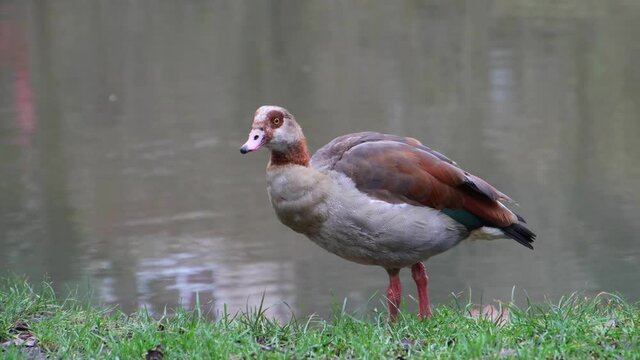 Egyptian goose eating in the grass on the riverside, also called Alopochen aegyptiaca or Nilgans