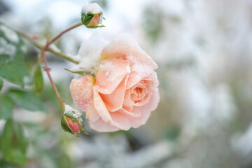 Last blooming rose covered with snow in the garden in winter, copy space, selected focus