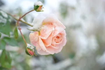 Abwaschbare Fototapete Last blooming rose covered with snow in the garden in winter, copy space, selected focus © Maren Winter