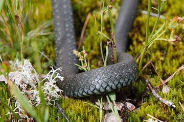 scaly snake skin