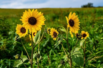 Blossoming sunflower in field.