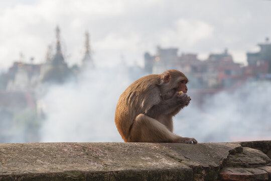 The monkey sits and eats against the background of pashupatinath