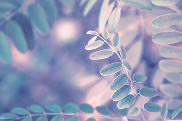Foliage with plant leaves in nature environment. Color toning applied.