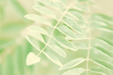Foliage with plant leaves in nature environment. Color toning applied.