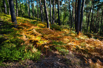 Vegetation of bracken and blueberry plant in pine wood, Czech paradise.