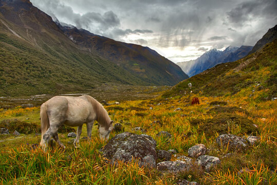 White Horse In The Valley Of Kyanjing Gompa