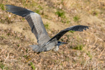 Egret in flight over a small stream