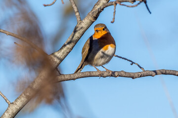 red throat perched on a branch