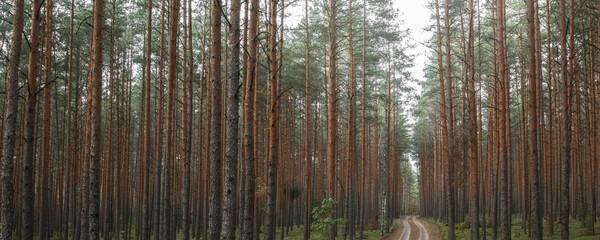 Panoramic view of the mysterious pine forest. Tree trunks close-up. Abstract natural pattern, texture, background. Pure nature concept