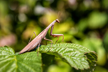 mantis predator on the green plant