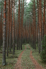 Obraz premium Panoramic view of the mysterious pine forest. Tree trunks close-up. Abstract natural pattern, texture, background. Pure nature concept