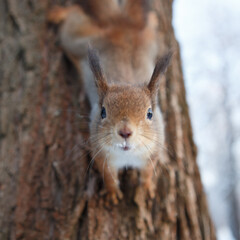 Cute fluffy squirrel looks directly into the camera 