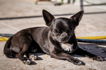 portrait of sly muzzle chihuahua