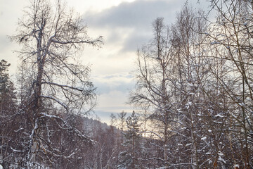 Winter landscape with snow covered trees in cold forest