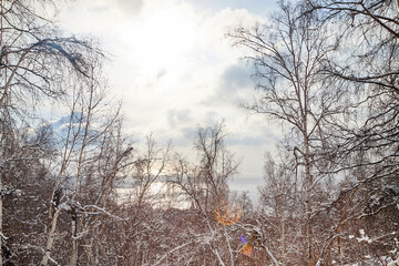 Winter landscape with snow covered trees in cold forest