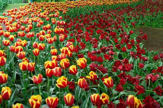 picture of tulips planted in waves