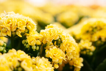 yellow flowers close up with blur