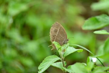 closeup the beautiful brown color butterfly hold on the green grass plant over out of focus green brown background.