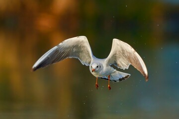 Black headed gull in flight with droplets. Flying low above the water surface. Winter morning light. Front view, closeup. Frozen motion. Blurred background, copy space. Genus species Larus ridibundus.