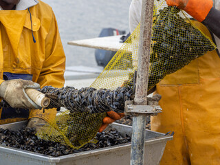Fishermen embedding mussels in a rope for industrial seafood farming