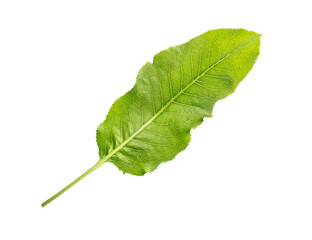 Fototapeta premium Horseradish leaf on white background