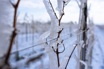 Close up of a frozen grapevine in sunshine. Water cluster after frozen rain in the sunlight. Photo suitable as a mural for wineries