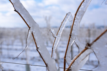 Close up of a frozen grapevine in sunshine. Water cluster after frozen rain in the sunlight. Photo suitable as a mural for wineries