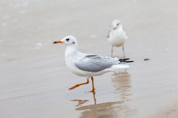 Fototapeta premium Seagull in the natural environment on the Baltic Sea.
