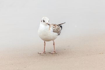 Seagull in the natural environment on the Baltic Sea.