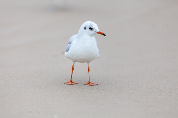 Seagull in the natural environment on the Baltic Sea.