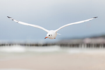 Seagull in the natural environment on the Baltic Sea.