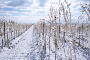 Frozen vineyard in white winter with slightly cloudy weather. Snow-covered winter landscape in Austria's wine district