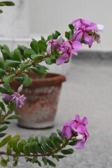 Mogra flowers plants from India 