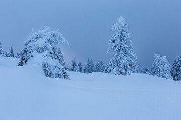 Winter landscape with pine trees of snow covered forest in cold mountains at sunrise.
