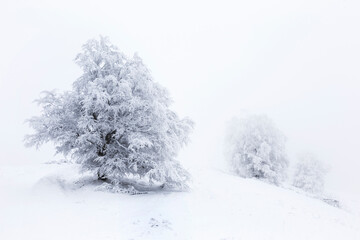 Isolated single tree on white background. black and white.