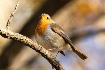 ave, petirrojo, naturaleza, fauna, inhospitalario, sucursal, animal, rojo, árbol, huerta, primavera, ave, pico, emplumar, anaranjada, passeri, mamas, de invierno, miniatura, petirrojo, perca, navida