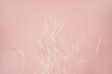 Dry decorative branches on a pink background. Minimalistic background. Twigs of a sinuous shape.