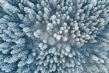Top down aerial view of snow covered evergreen pine forest after heavy snowfall in winter mountain woods on cold quiet day