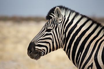 Fototapeta na wymiar Portrait of a zebra in profile. Etosha, Namibia.