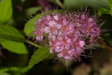 Shallow focus of Spiraea japonica