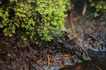 Little frog sitting on the shore of the pond.