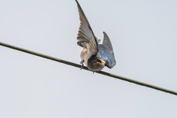 House Martin bird on wire looking down wings raised about to take off