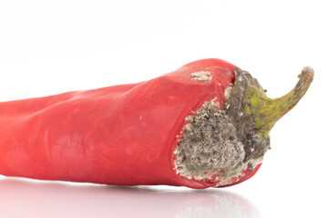 One sweet red pepper with mold, close-up, isolated on white.