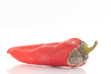 One sweet red pepper with mold, close-up, isolated on white.