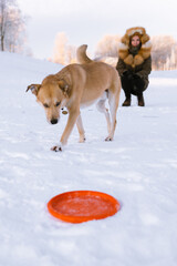 Young woman walking and playing with red hair dog outside.